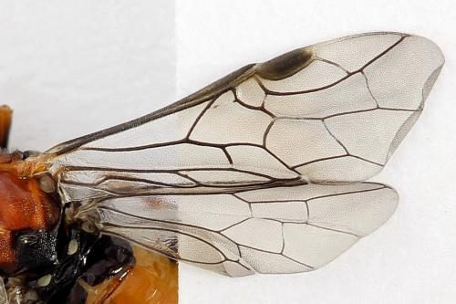 Dolerus aericeps
